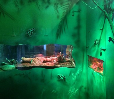 Rain Forest and Bugs Display